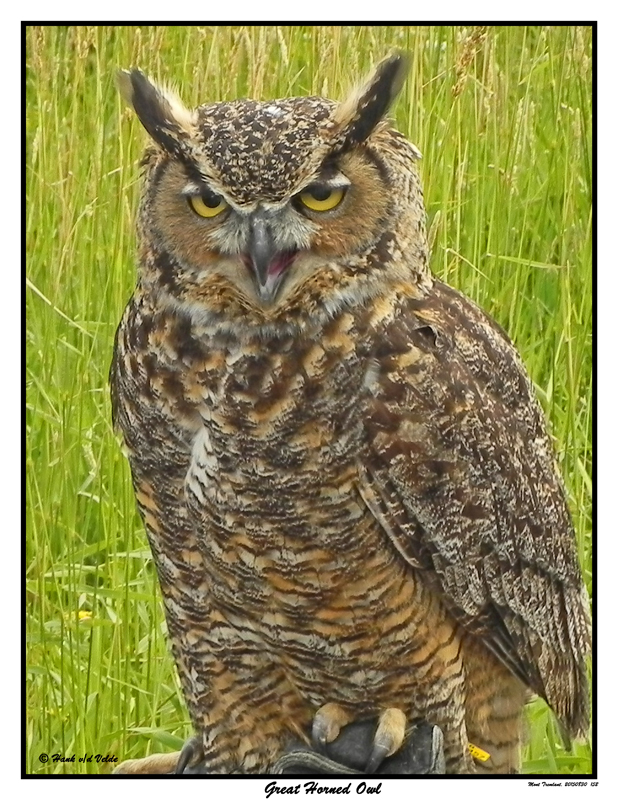 20150830 152 Great Horned Owl2.jpg