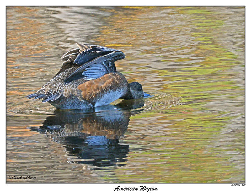 20151103 620 American Wigeon.jpg