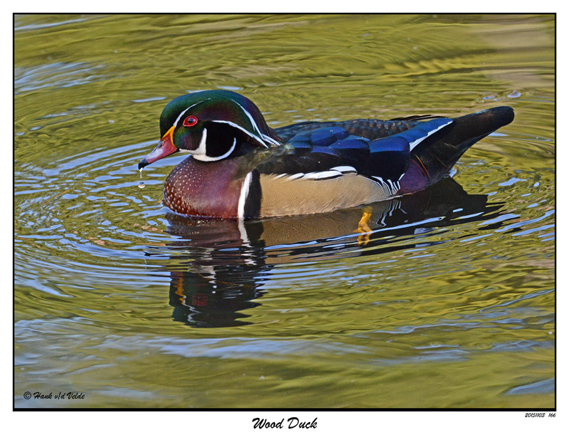 20151103 166 Wood Duck.jpg