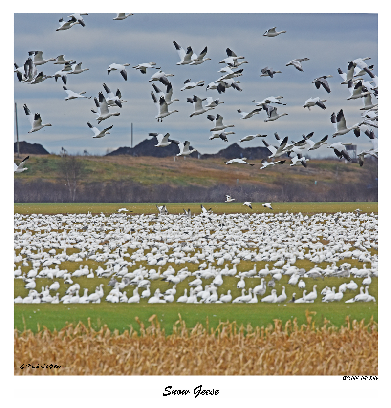 20151114 140, 116 SERIES - Snow Geese2.jpg