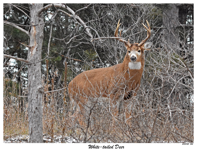 20151125 052 White-tailed Deer.jpg