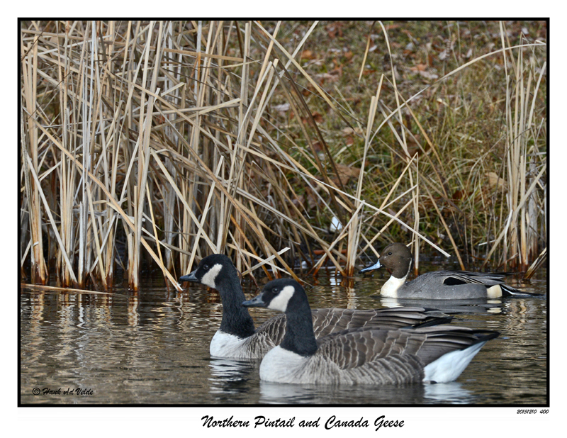 20151210 400 Northern Pintail and Canada Geese.jpg