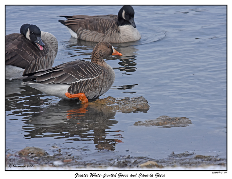 20151219-2 417 SERIES - Greater White-fronted Goose and Canada Geese .jpg