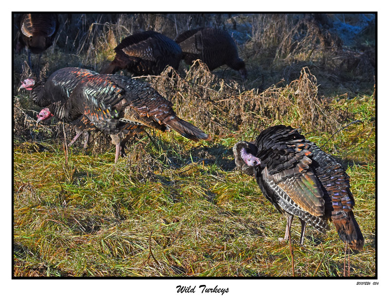 20151226 056 SERIES - Wild Turkeys.jpg