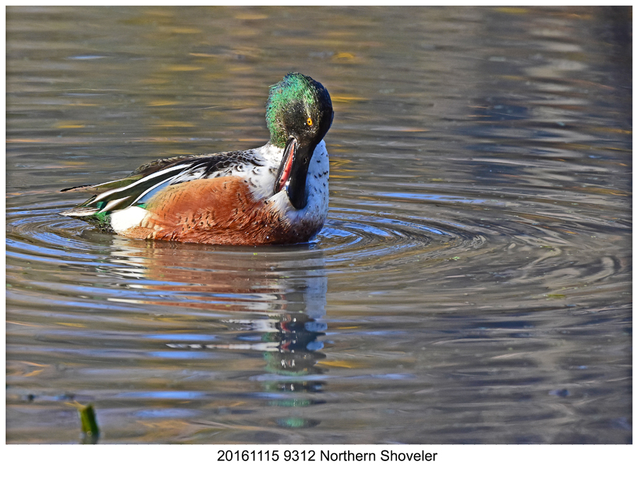 20161115 9312 SERIES -  Northern Shoveler.jpg