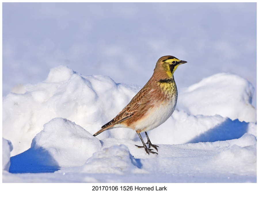 20170106 1526 Horned Lark.jpg