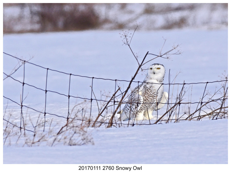 20170111 2760 Snowy Owl.jpg