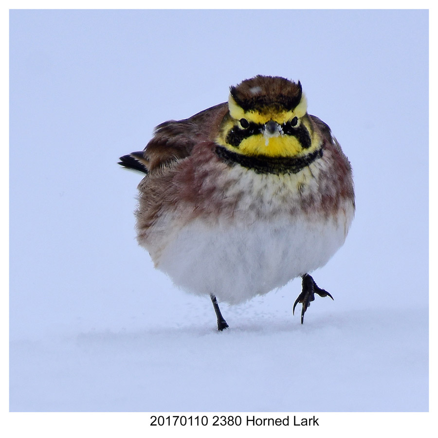 20170110 2380 Horned Lark.jpg