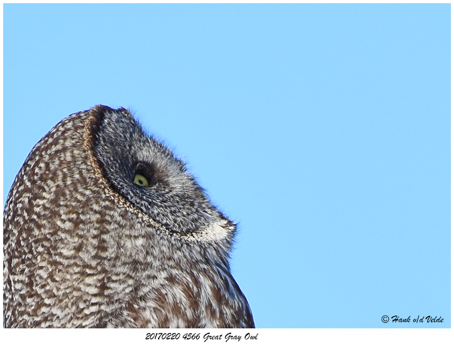 20170220 4566 Great Gray Owl.jpg