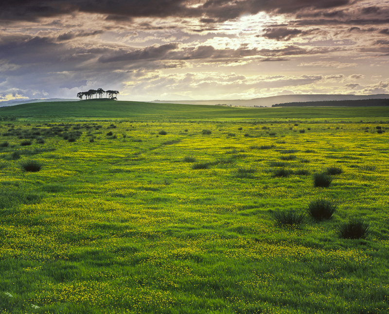 Fields Of Gold