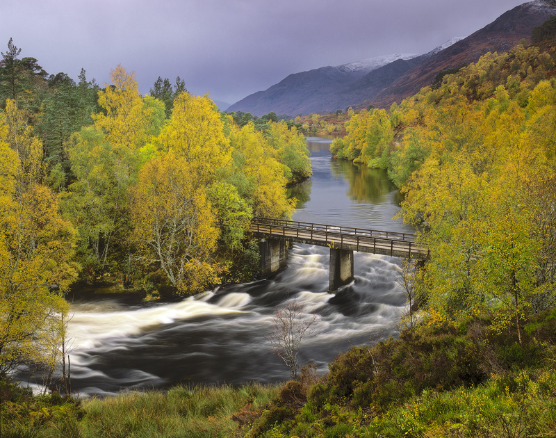 Golden Gown Affric