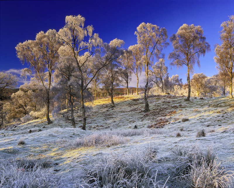 Frosted Birch Bonanza