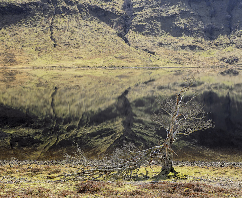 Split Tree