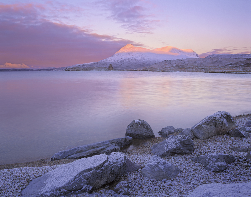 Ardvreck Rose