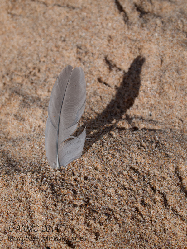 20140102_1021942 Shadow Of The Feather (Thu 02 Jan)