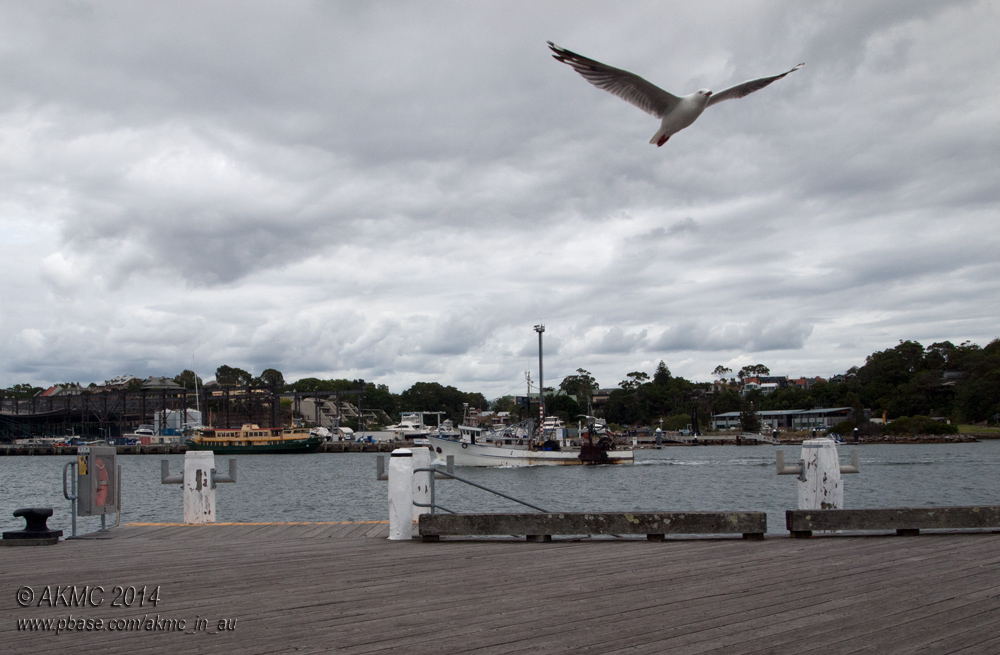 20140109_1092060 Taking Flight From The Trawler (Thu 09 Jan) 