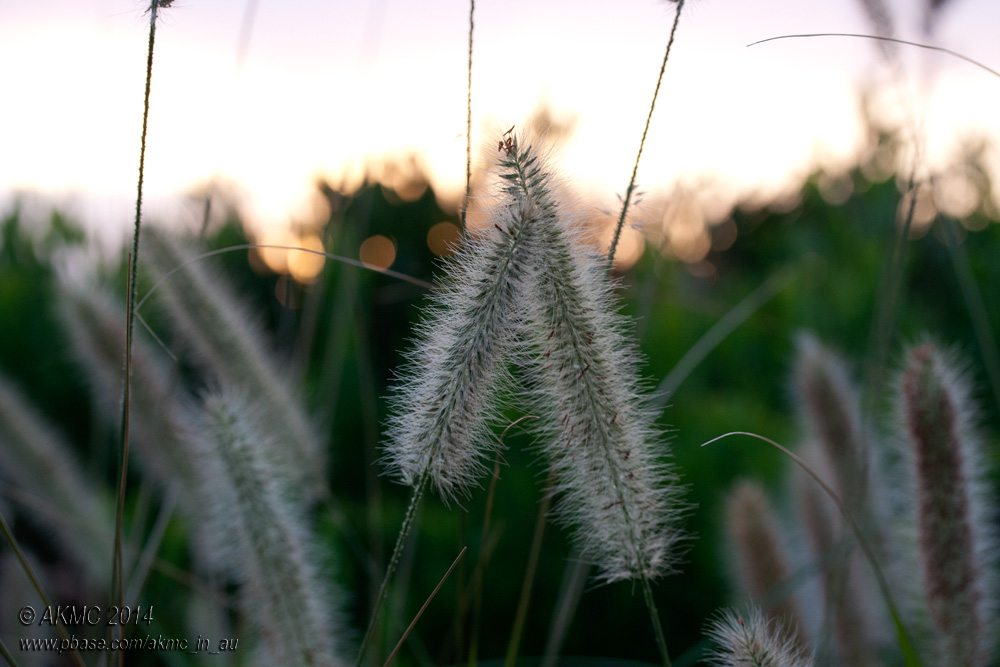 140201_32031 Kissing Grasses, Dawn (Sat 01 Feb)