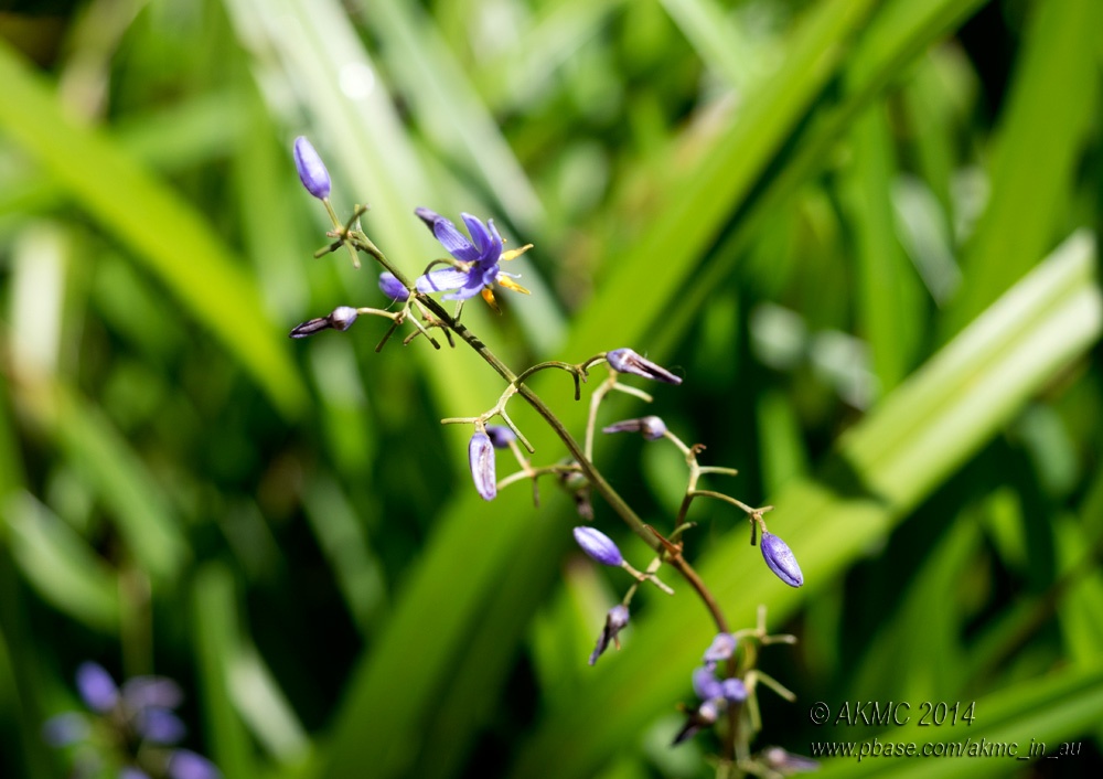 141029_A290073 First Macro Of Spring (Wed 29 Oct)