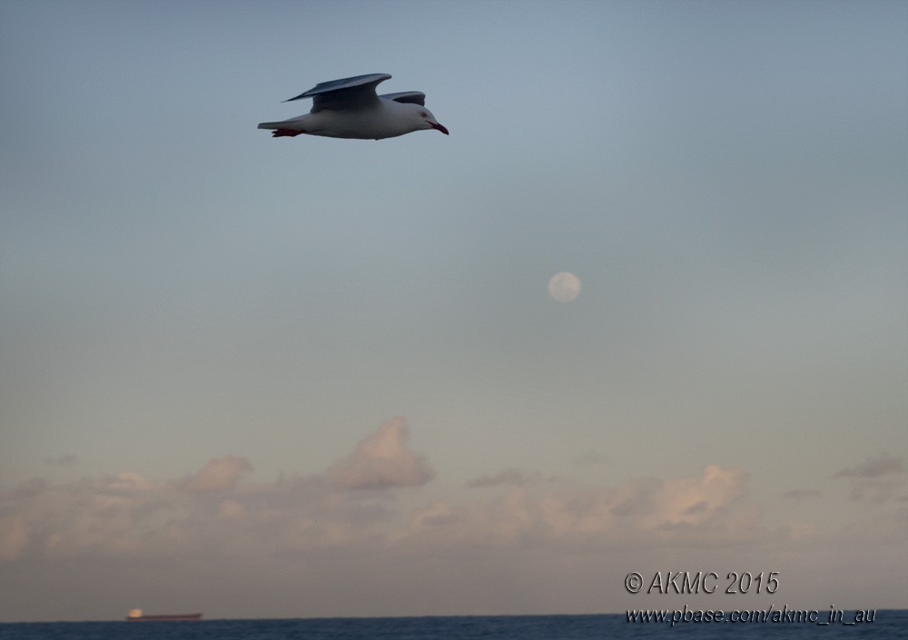 20150927_009373 Fly Me To The Moon, Let Me Play Among The Stars... (Sun 27 Sep)