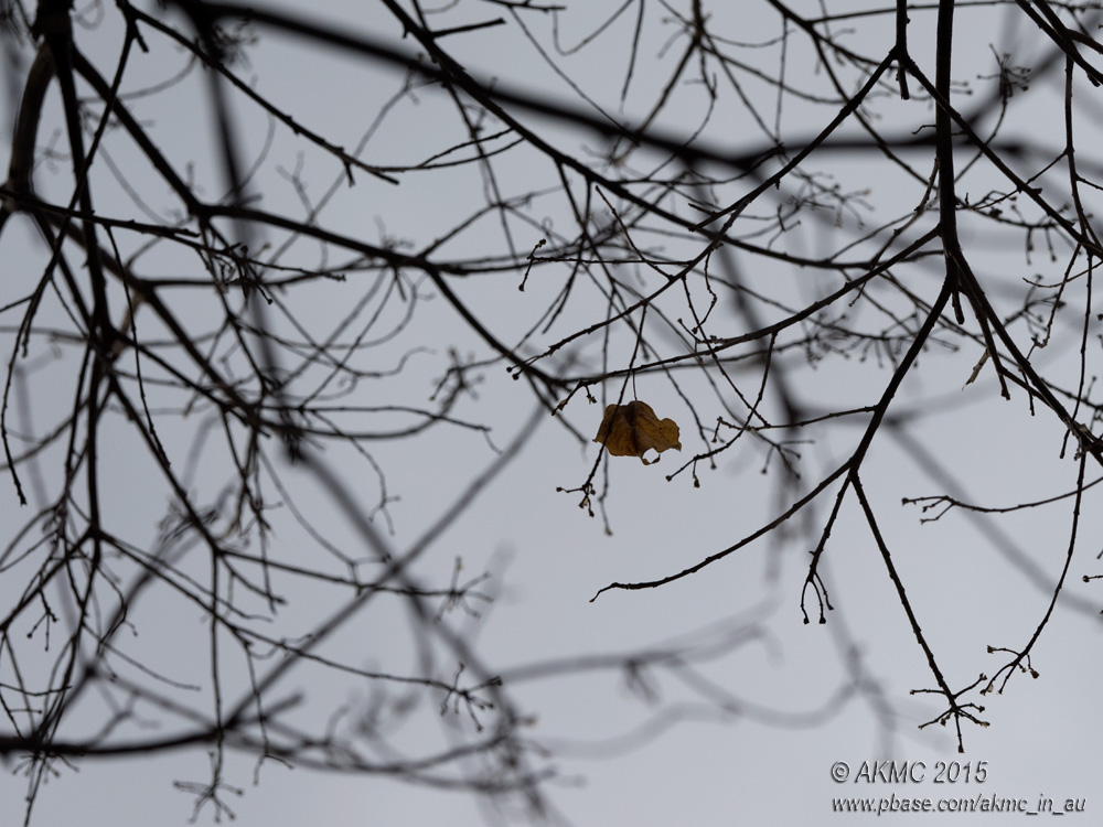 20150723_008481 That Winter Feeling (Thu 23 Jul)