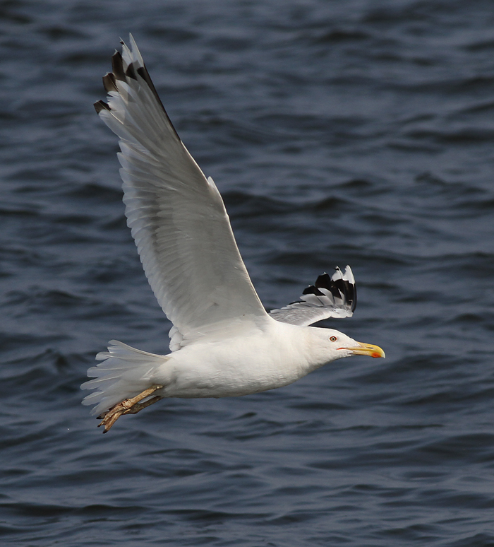 Kaspisk trut - Caspian Gull (Larus cachinnans)