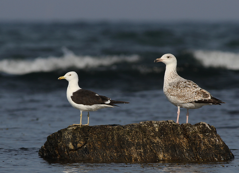 Silltrut - Lesser Black-backed Gull (Larus fuscus fuscus)