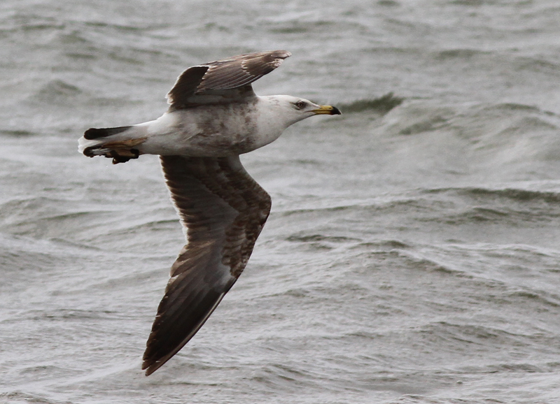 Silltrut - Lesser Black-backed Gull (Larus fuscus intermedius)