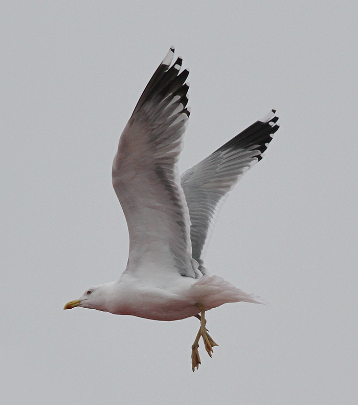 Medelhavstrut - Yellow-legged Gull (Larus michahellis)
