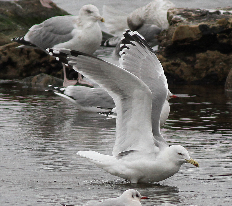 Kaspisk trut - Caspian Gull (Larus cachinnans)
