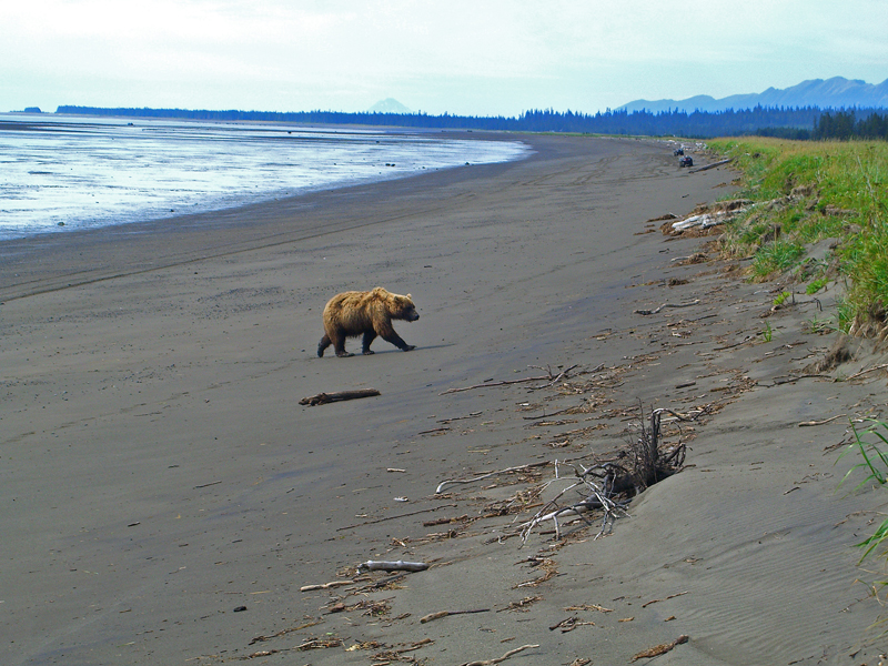beach grizzly.jpg