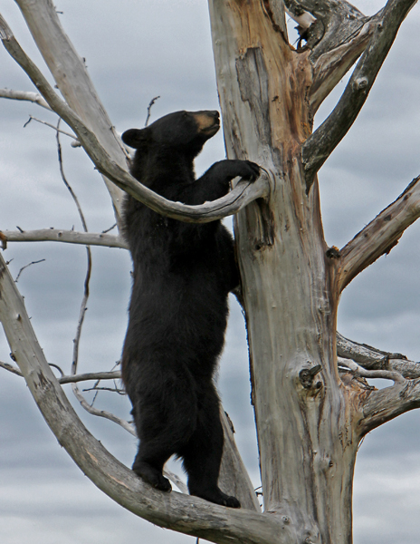 In a tree.jpg