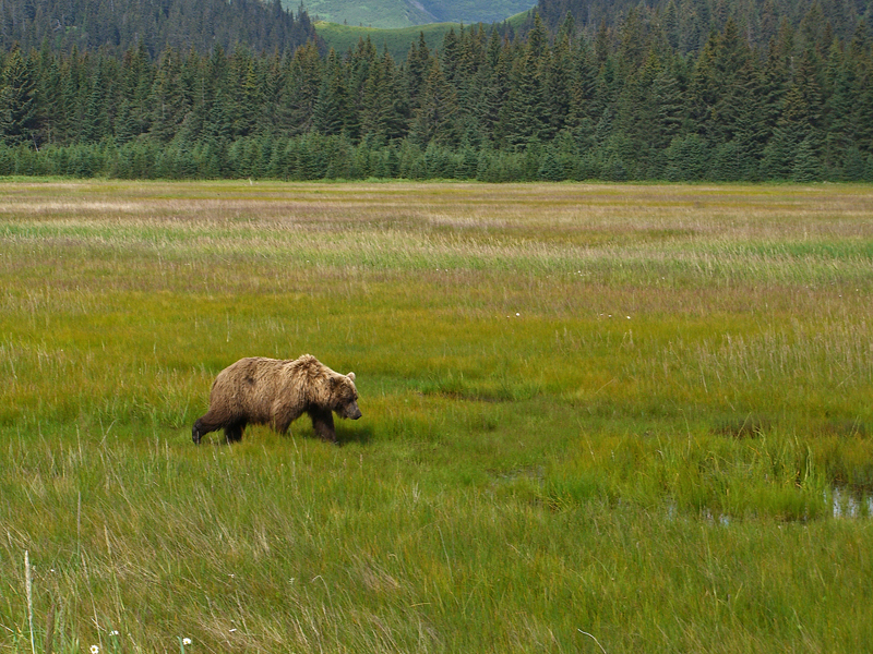 meadow snacks.jpg