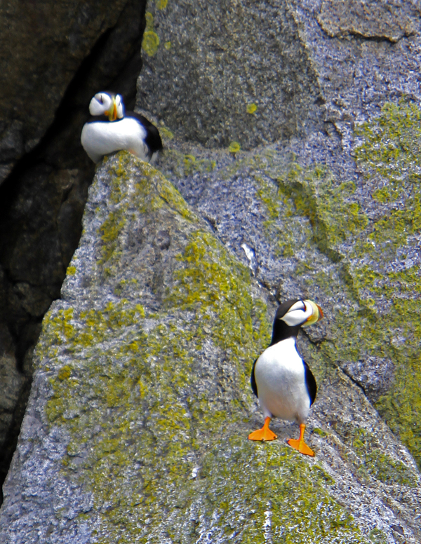 puffins.jpg