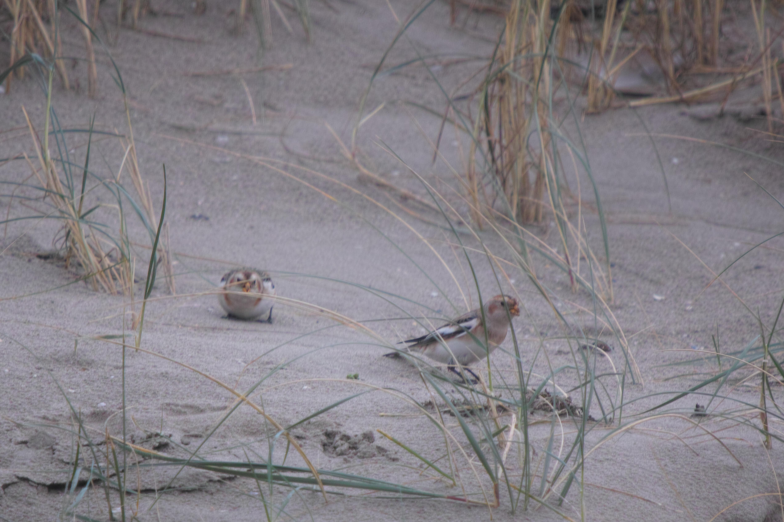 Sneeuwgorzen, Snow Bunting