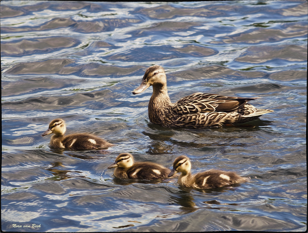 Mallard Duck Family