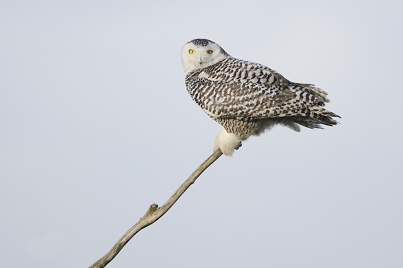 Sneeuwuil / Snowy Owl