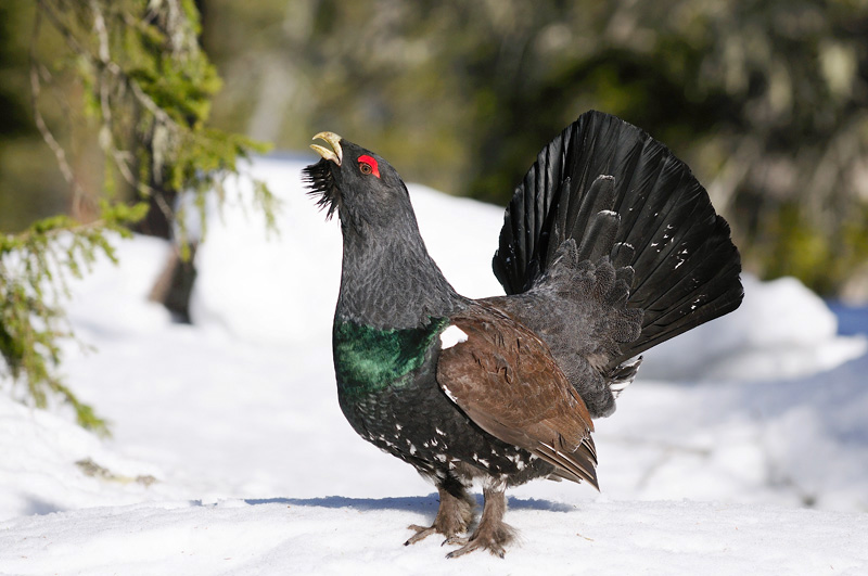 Auerhoen / Capercaillie