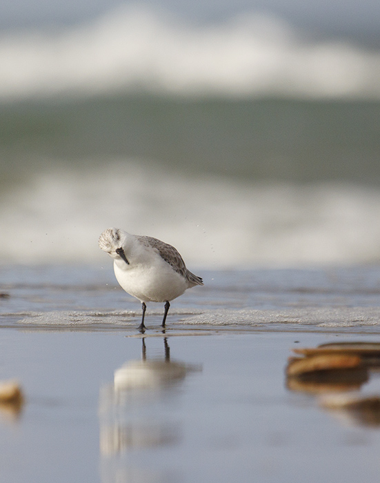 Drieteenstrandloper