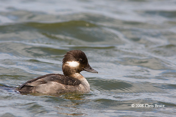 Bufflehead (female)
