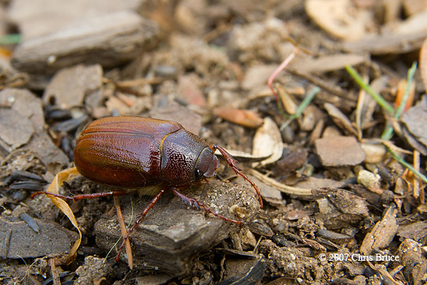 June Beetle (<i>Phyloophaga sp.</i>)