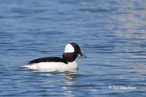 Bufflehead (male)
