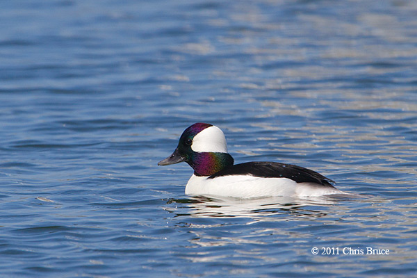 Bufflehead (male)