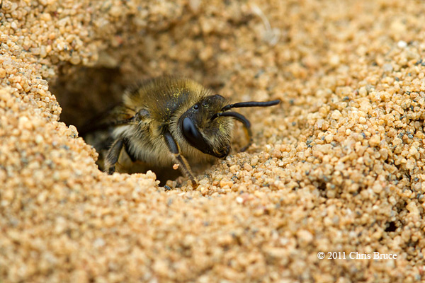 Plasterer Bee (<em>Colletes sp.</em>)