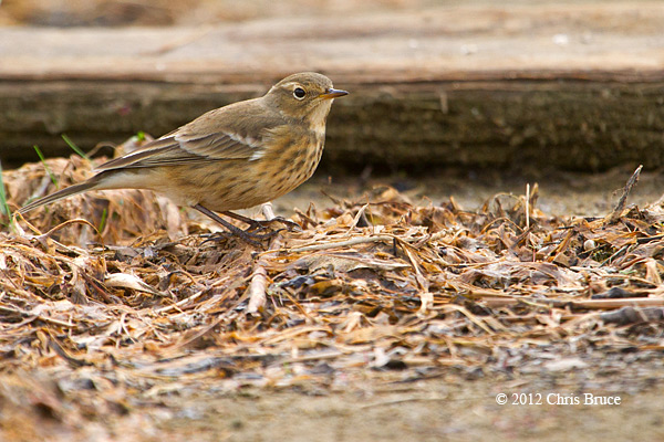 American Pipit