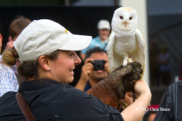 Gatineau Park Bird of Prey Show