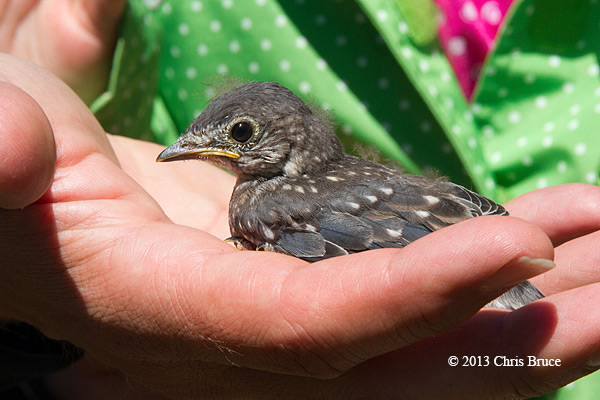 Eastern Bluebird Nestling