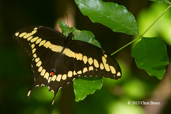 Giant Swallowtail (<em>Papilio cresphontes</em>) 