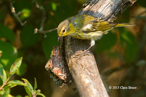 Cape May Warbler (fall)