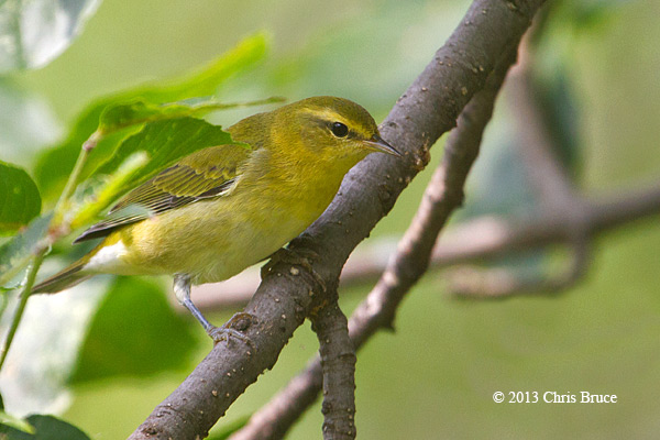 Tennessee Warbler (fall)