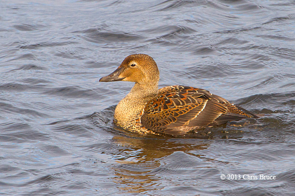 King Eider (female)